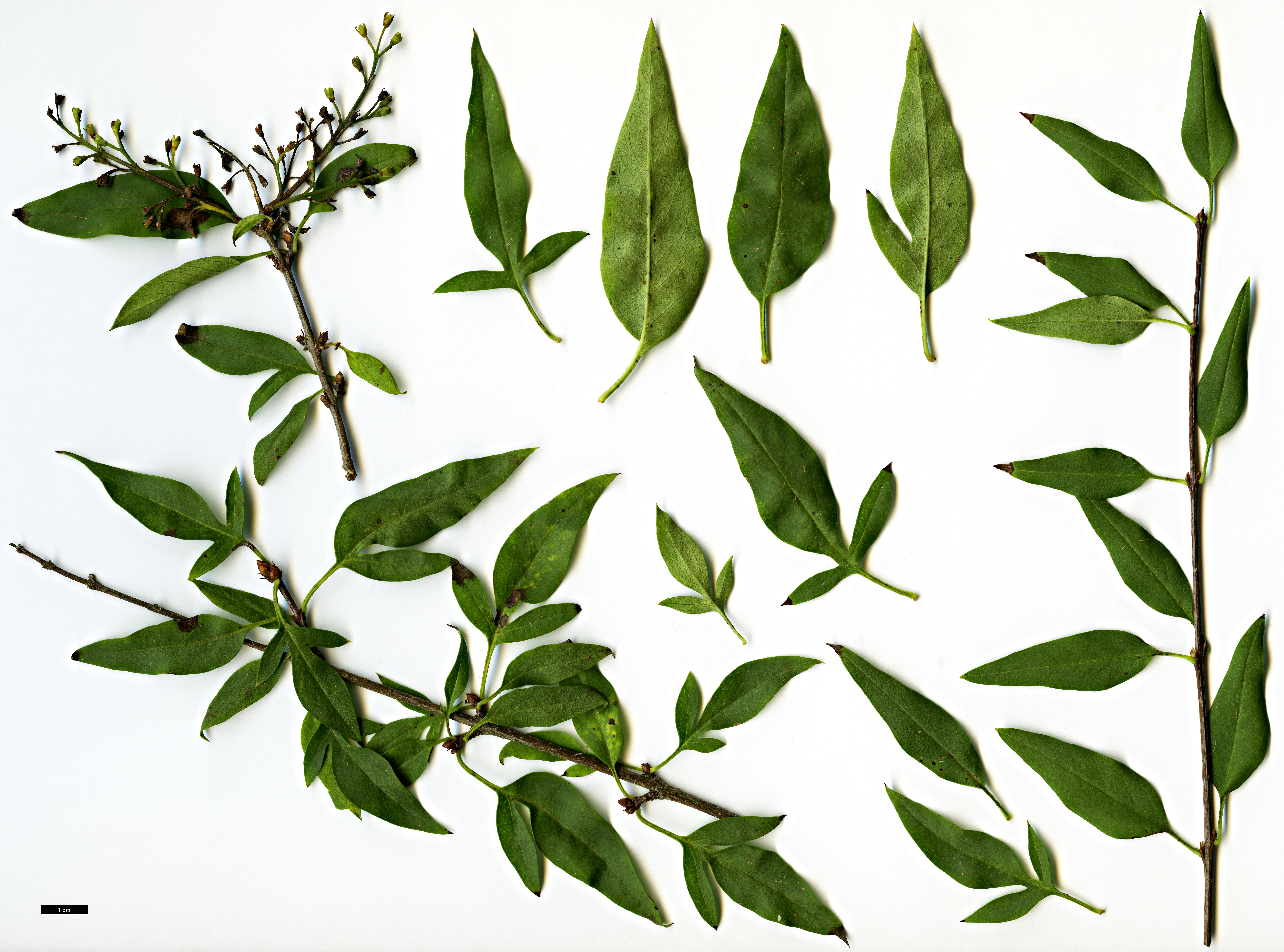 High resolution image: Family: Oleaceae - Genus: Syringa - Taxon: ×diversifolia (S.oblata × S.pinnatifolia)